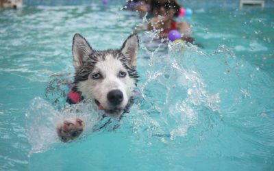 Peut-on mettre son chien dans la piscine ?