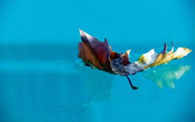 Comment éviter les feuilles dans la piscine ?