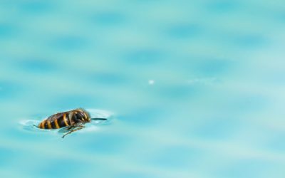 Comment chasser les guêpes autour d’une piscine ?